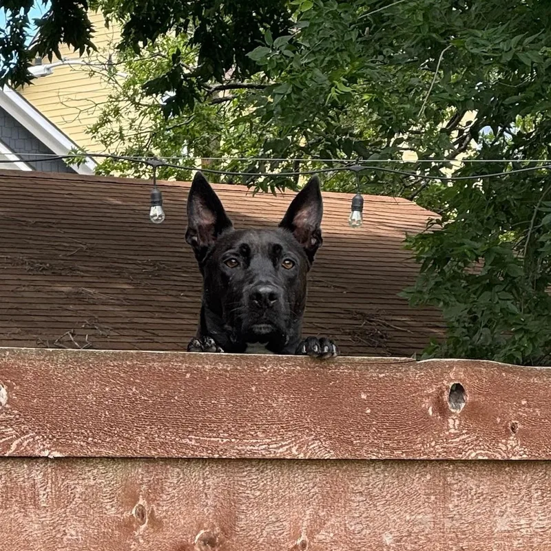 An adult large-sized male Black Belgian Shepherd / Malinois dog named Alfie for adoption in Austin, TX