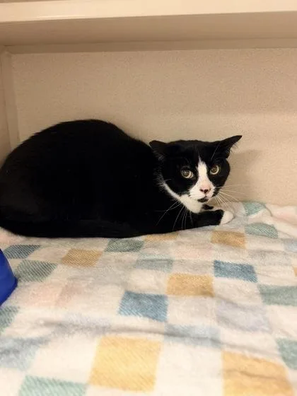 An adult medium-sized male Domestic Short Hair cat named Charlie Bonded W Nala for adoption in Bowling Green, KY