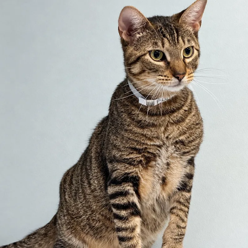 An adult large-sized male Domestic Short Hair cat named Buddy for adoption in Syosset, NY