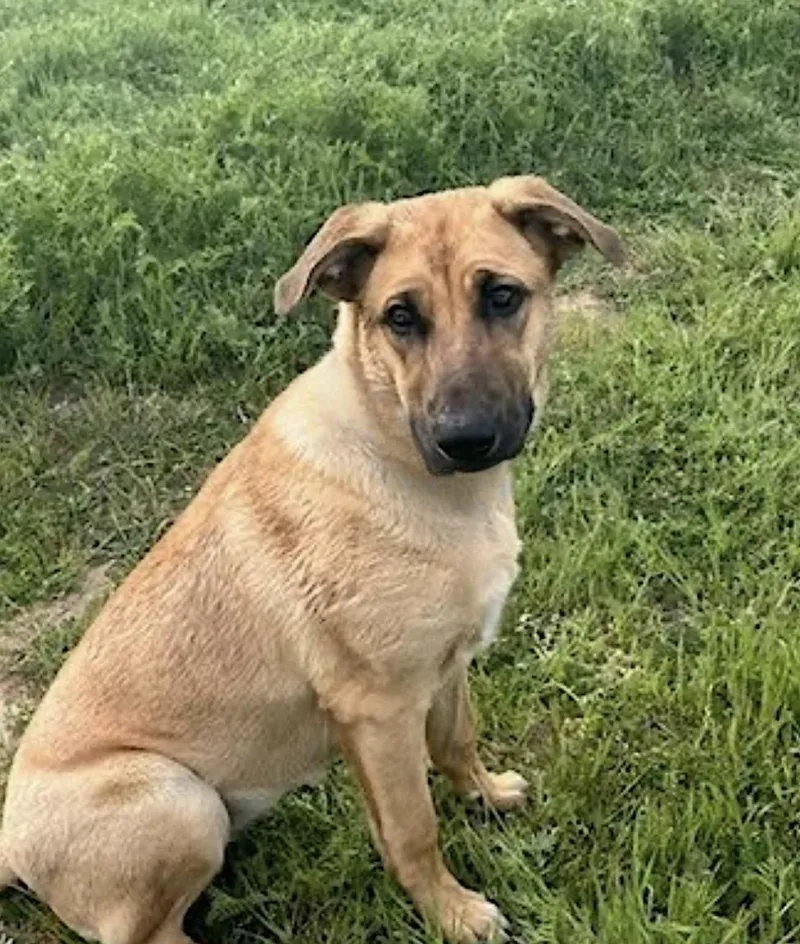 A young large-sized female Yellow / Tan / Blond / Fawn Belgian Shepherd / Malinois dog named Gracie for adoption in Amherst, MA