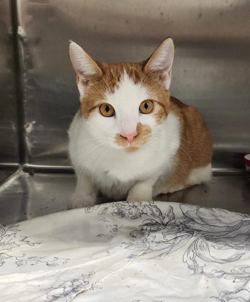 A young medium-sized male Orange & White Domestic Short Hair cat named Franklin for adoption in Washingtonville, NY