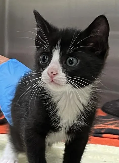 A baby small-sized male Domestic Short Hair cat named Ollie for adoption in Alameda, CA