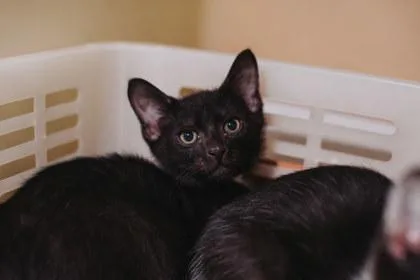 A baby small-sized male Domestic Short Hair cat named A Cilantro Petsmart Mt for adoption in North Charleston, SC