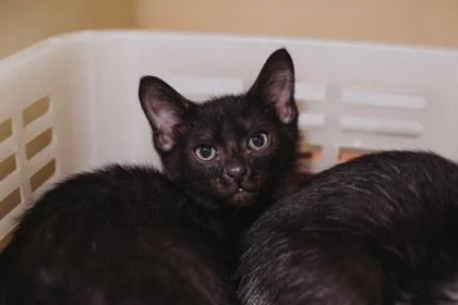 A Cilantro Petsmart Mt thumbnail 2