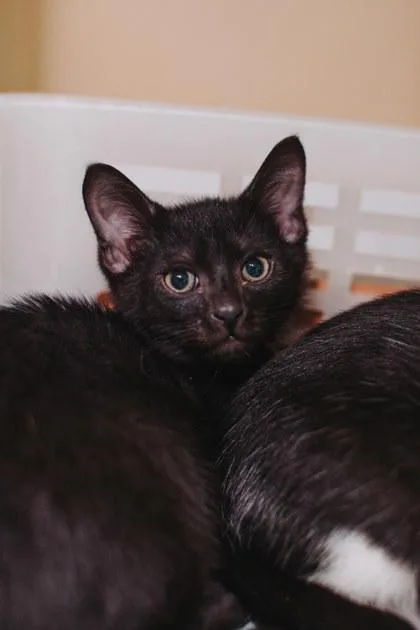 A Cilantro Petsmart Mt thumbnail 3