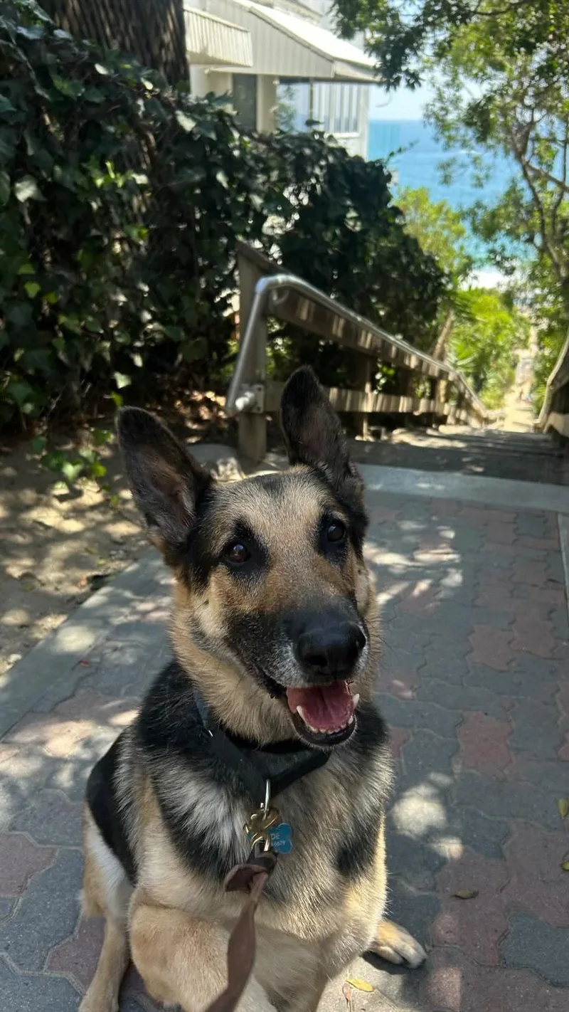 An adult large-sized male German Shepherd Dog dog named Clyde for adoption in West Hollywood, CA
