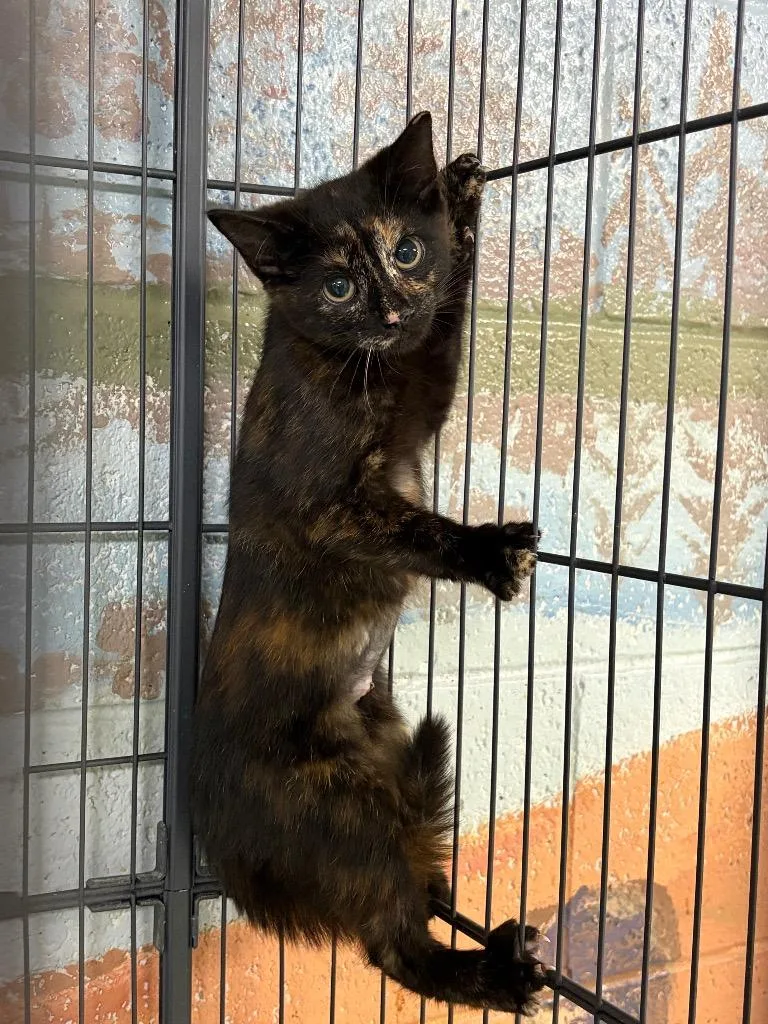 A baby medium-sized female Domestic Short Hair cat named Torta for adoption in Ada, OK