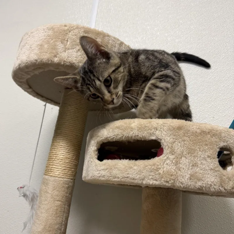 A baby small-sized male Gray / Blue / Silver Domestic Short Hair cat named Jj for adoption in Sullivan, IL