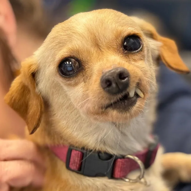 A senior small-sized female Yellow / Tan / Blond / Fawn Chihuahua dog named Boomerang for adoption in Decatur, GA
