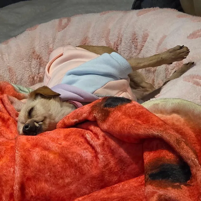 Boomerang thumbnail 2