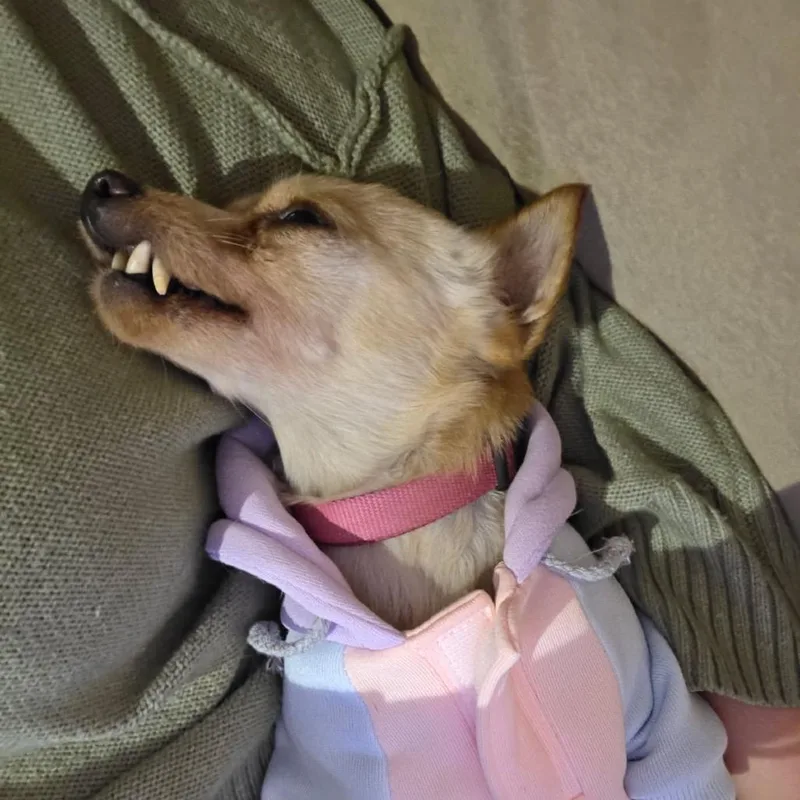 Boomerang thumbnail 3