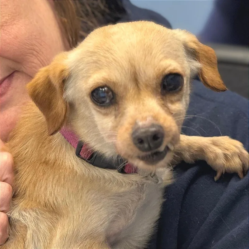 Boomerang thumbnail 4