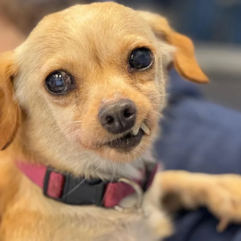 Boomerang thumbnail 5