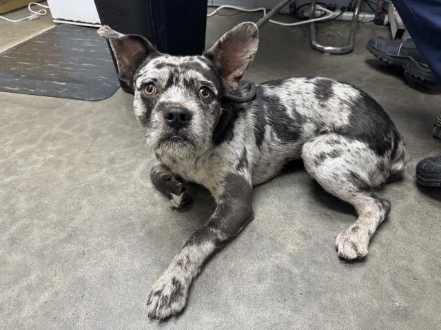 A young medium-sized male American Staffordshire Terrier dog named Olive for adoption in Los Angeles, CA
