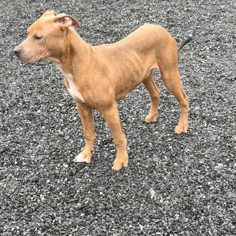 A young medium-sized male Brown / Chocolate Pit Bull Terrier dog named Cooper for adoption in Walnut Cove, NC