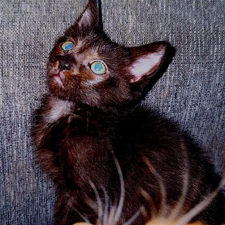 A young small-sized male Black Domestic Short Hair cat named Panther for adoption in Huntsville, AL
