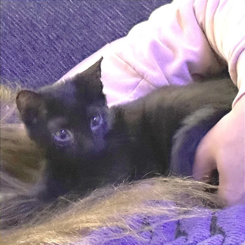 Panther thumbnail 2