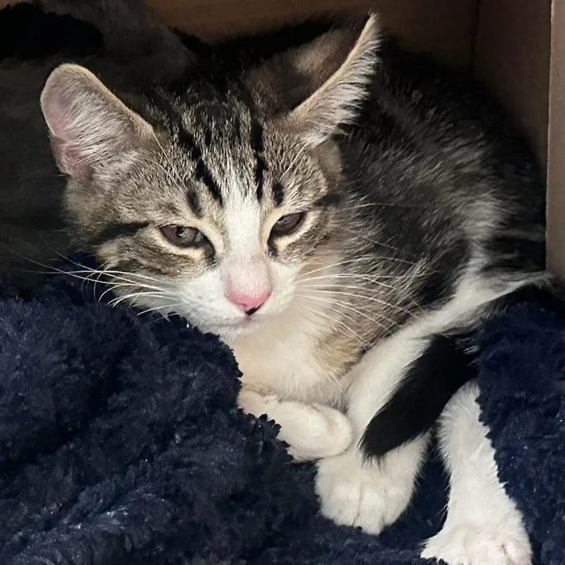 A baby small-sized male Brown / Chocolate Domestic Short Hair cat named Sesame for adoption in Fresno, CA
