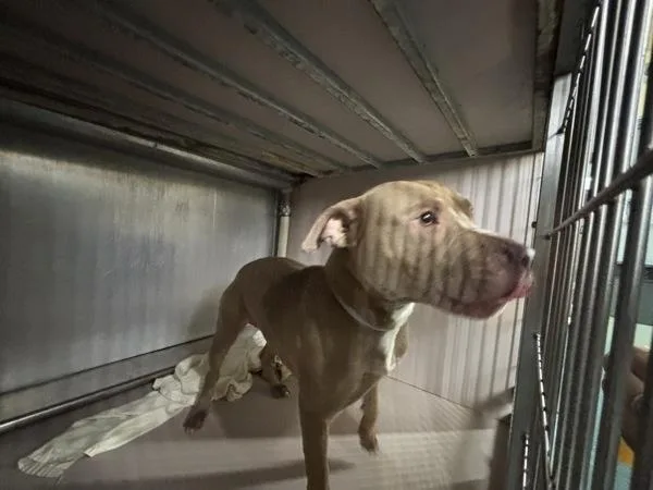 An adult large-sized male Mixed Breed dog named Potato Pancakes for adoption in New York, NY