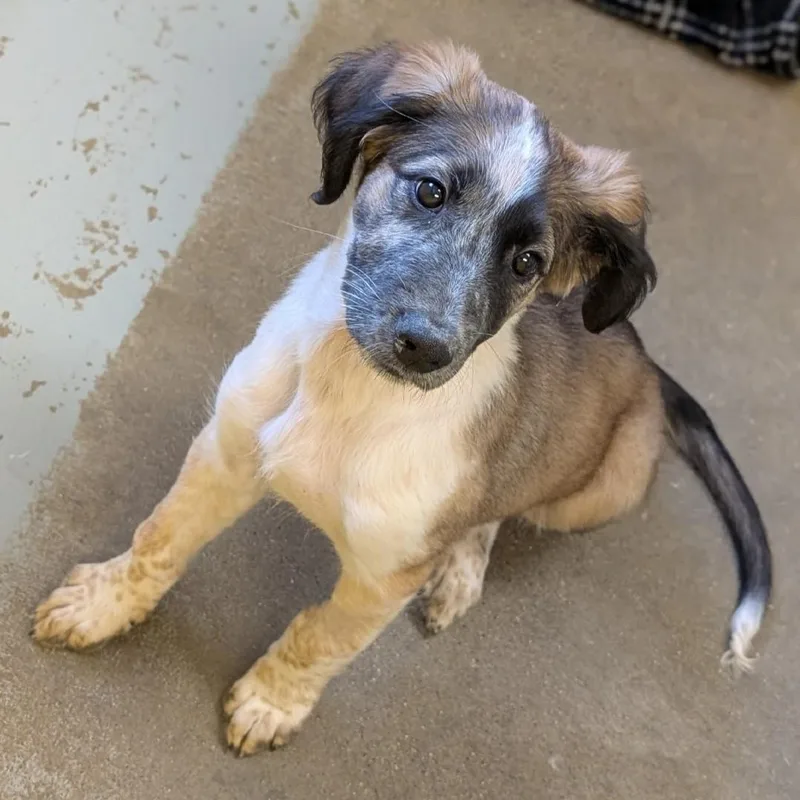 A baby medium-sized female Black Australian Shepherd dog named Dovey Lou for adoption in Eaton, OH