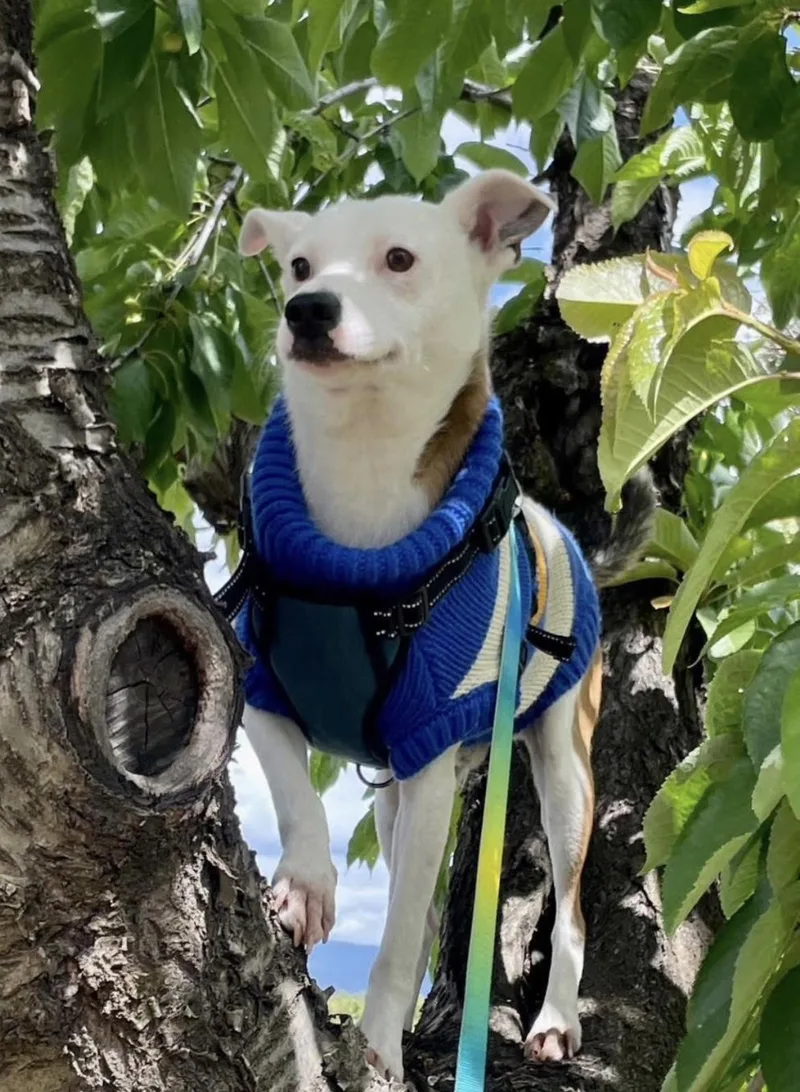 An adult medium-sized male White / Cream Jack Russell Terrier dog named Harold for adoption in Billings, MT