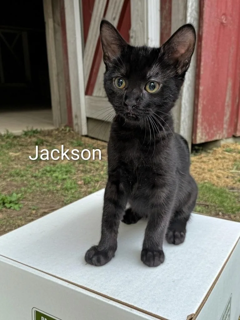 A baby small-sized male Domestic Short Hair cat named Jackson for adoption in Jim Thorpe, PA