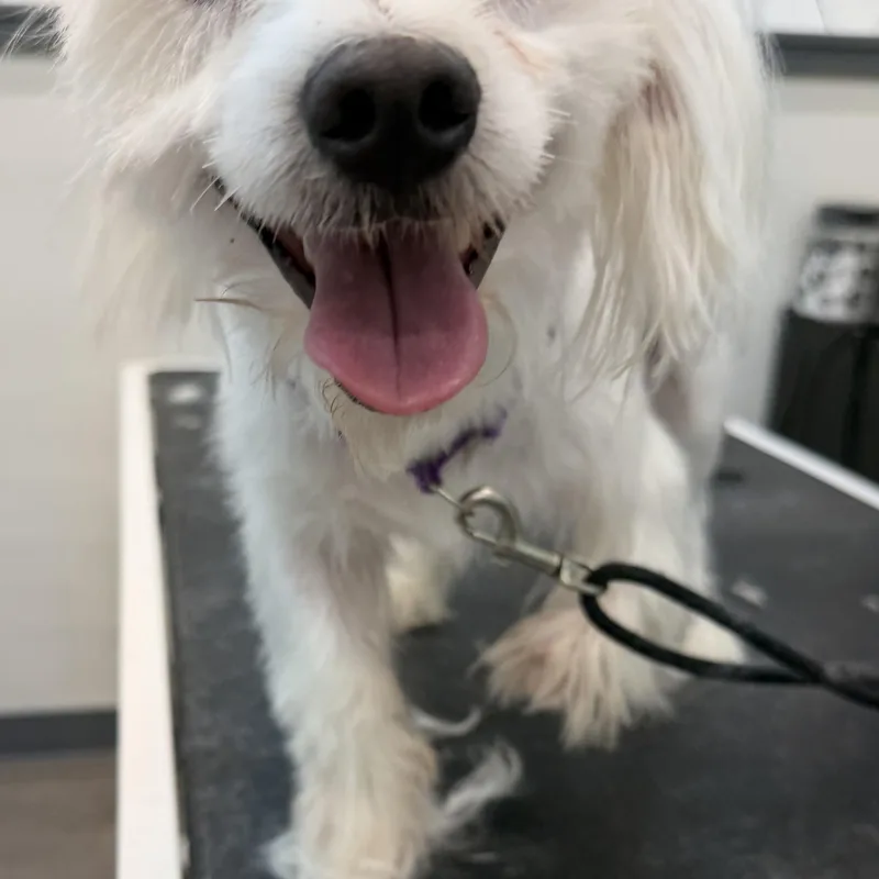 An adult small-sized male Maltese dog named Bowie for adoption in Lawrenceville, GA