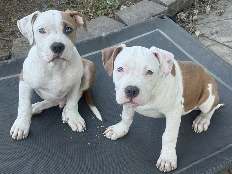 A baby large-sized male Pit Bull Terrier dog named Snoop for adoption in Fenton, MO