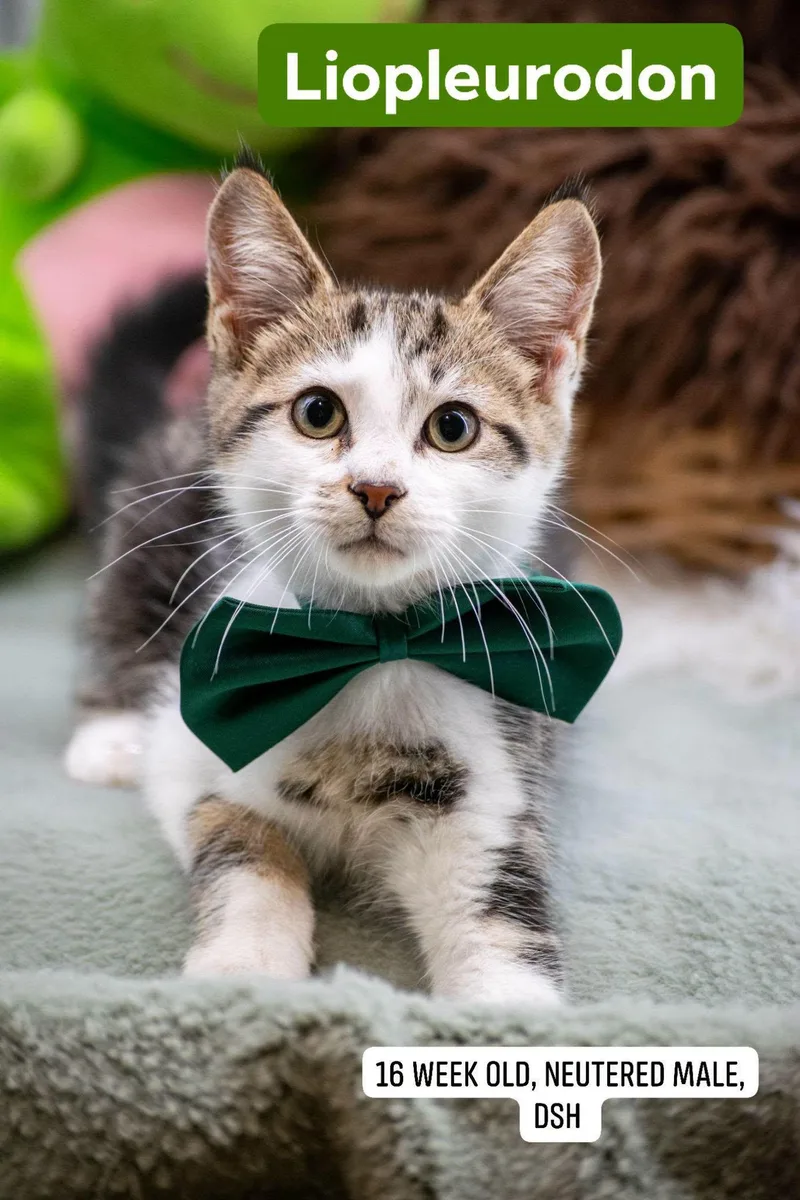 A baby small-sized male Tabby (Buff / Tan / Fawn) Domestic Short Hair cat named Liopleurodon for adoption in Sevierville, TN