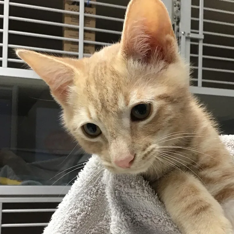 A baby small-sized male Orange / Red Domestic Short Hair cat named Robin for adoption in Redwood City, CA