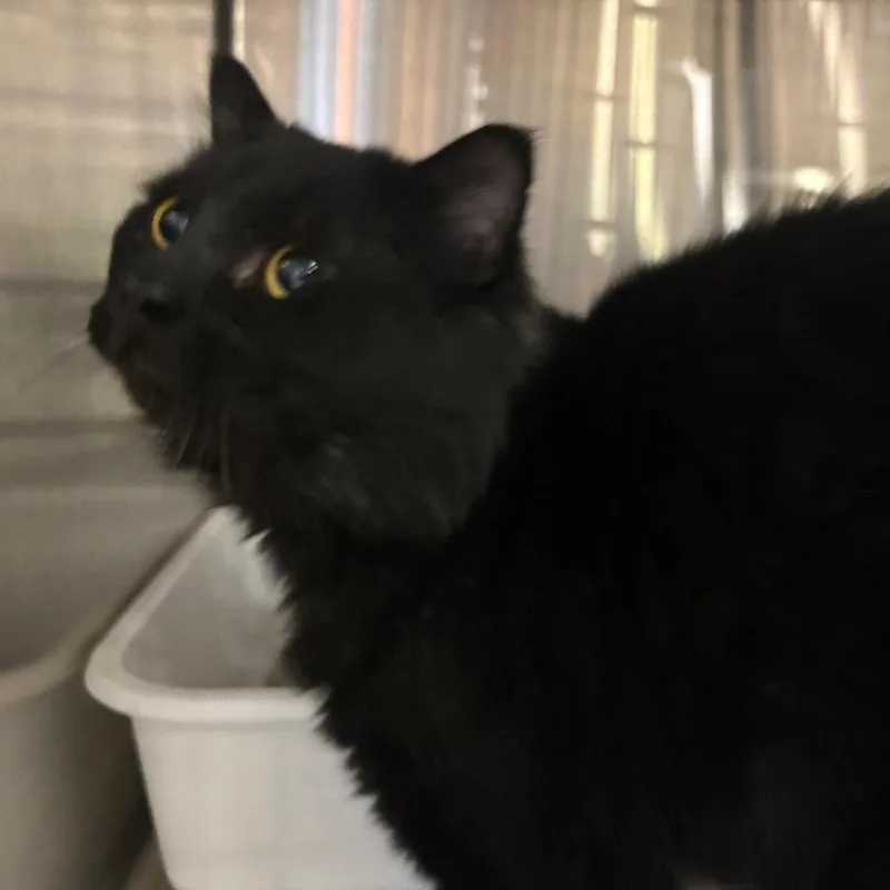 An adult large-sized male Black Domestic Short Hair cat named Midnight for adoption in Spokane, WA
