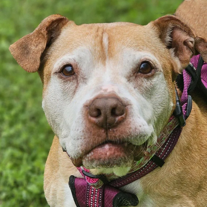 A senior medium-sized female Pit Bull Terrier dog named Cali for adoption in Framingham, MA