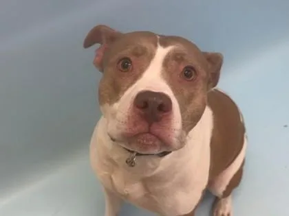 An adult large-sized female Pit Bull Terrier dog named Juno for adoption in Woodbury, MN