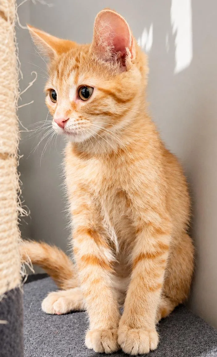 A baby medium-sized male Tabby (Orange / Red) Domestic Short Hair cat named Hamm...life is better with for adoption in Murfreesboro, TN