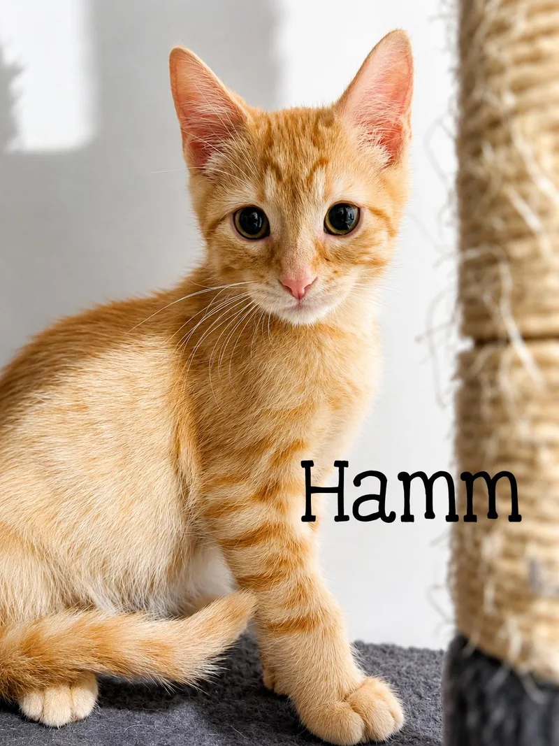 Hamm...life is better with thumbnail 3