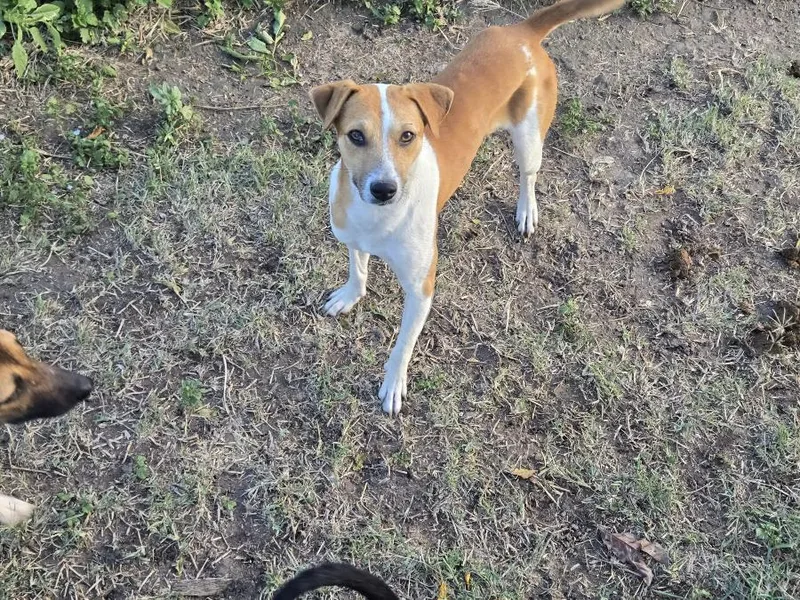 A young medium-sized male Apricot / Beige Beagle dog named Harold for adoption in MISSION, TX