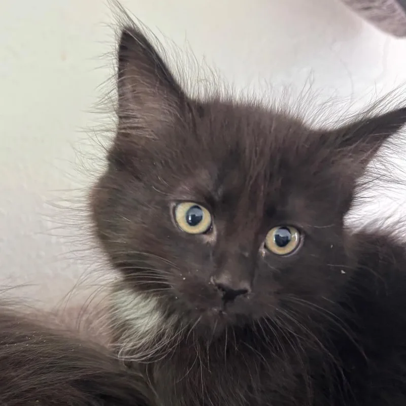 A baby small-sized female Black Domestic Long Hair cat named Lindt for adoption in Spokane, WA