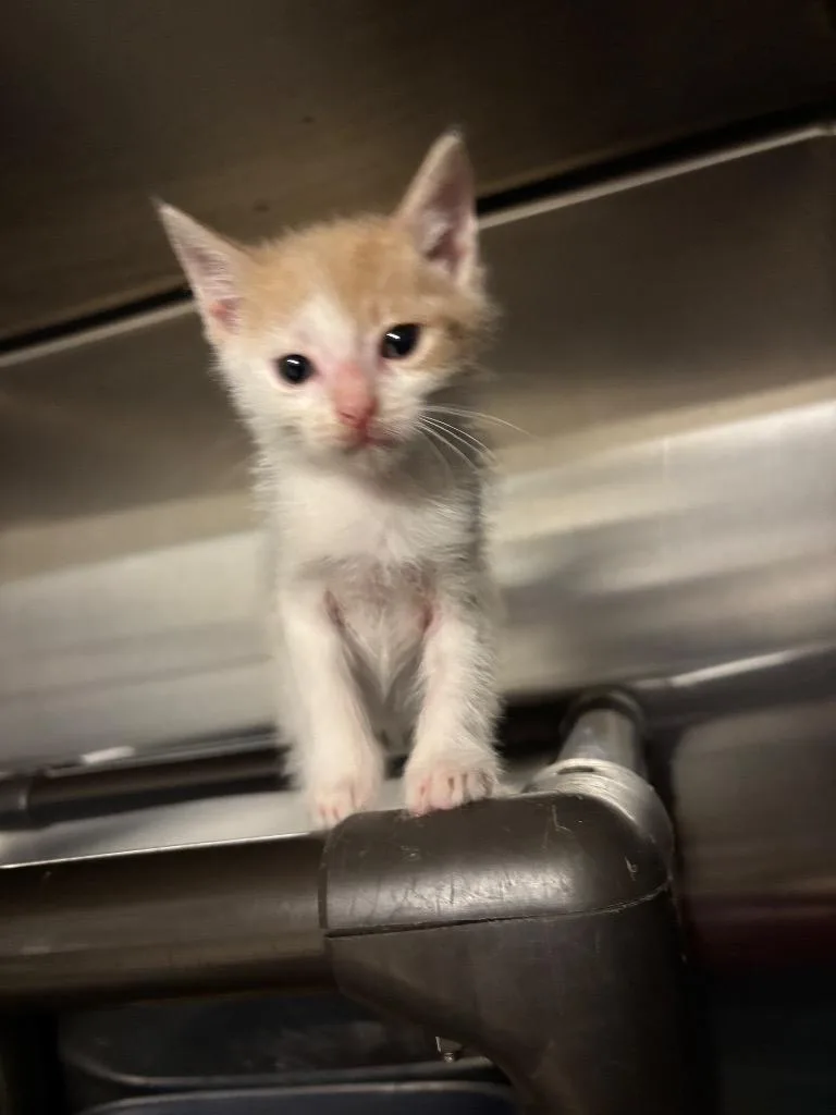 A baby small-sized male Domestic Short Hair cat named Cheezit for adoption in Metter, GA