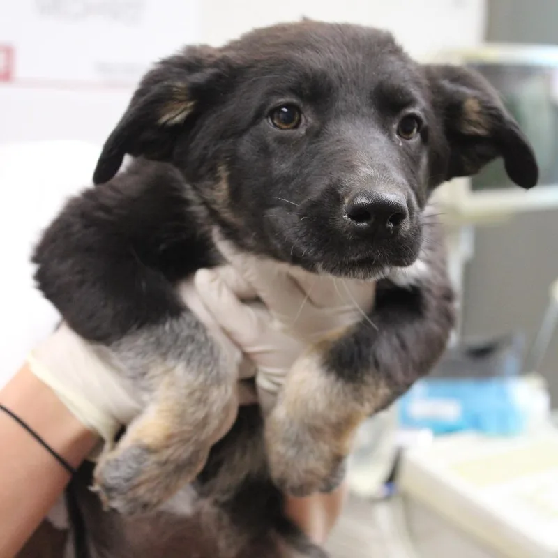 A baby small-sized female Black Australian Cattle Dog / Blue Heeler dog named Peach Cobbler for adoption in Hattiesburg, MS