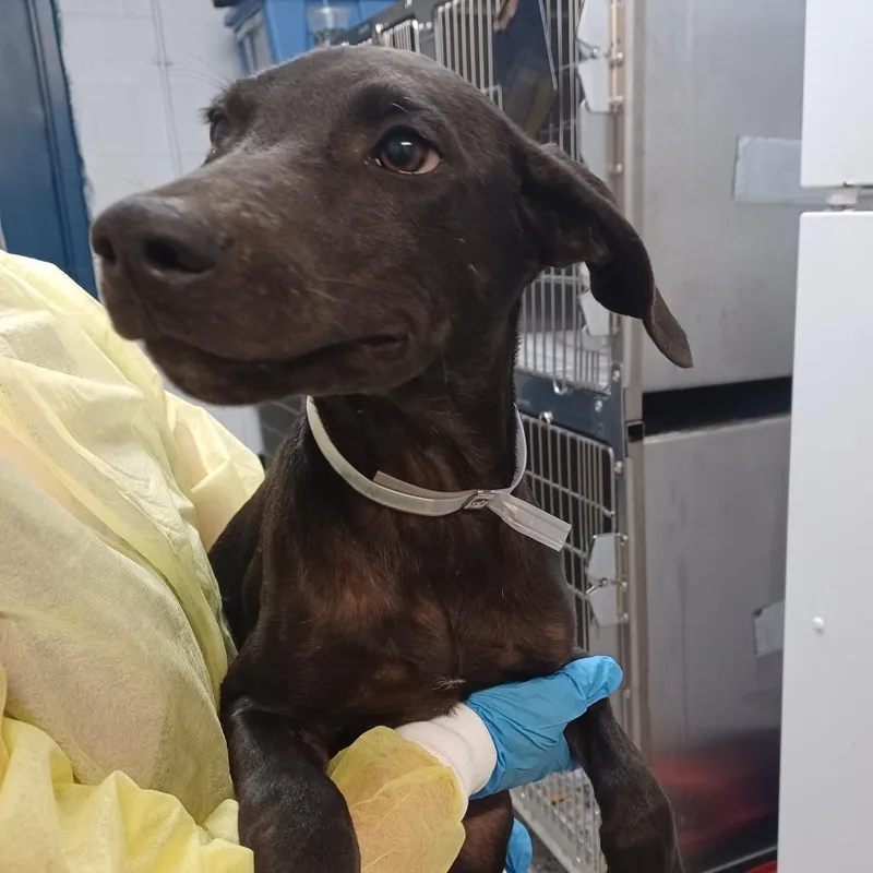 A baby small-sized male Black Labrador Retriever dog named Nigel for adoption in Hattiesburg, MS