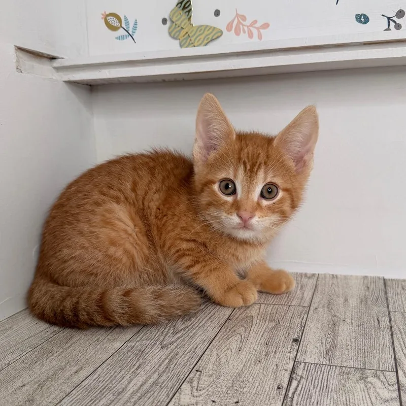 A baby small-sized male Orange / Red Domestic Short Hair cat named Pickles for adoption in Pasadena , MD