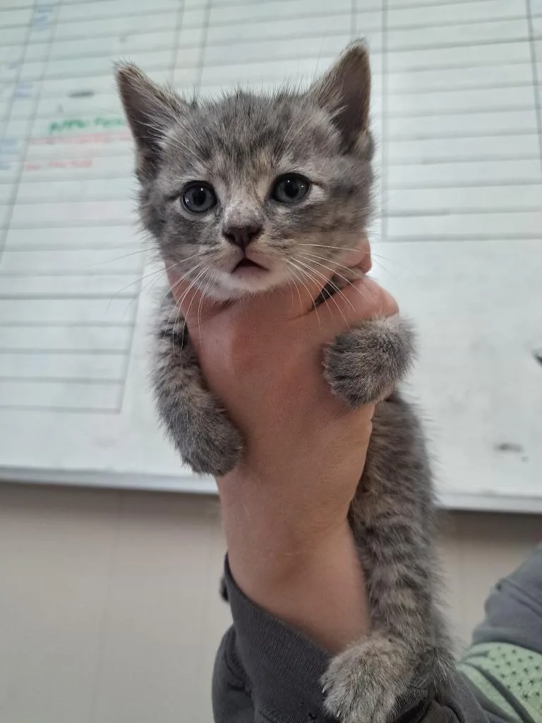 A baby medium-sized female Domestic Short Hair cat named Jill for adoption in Fayetteville, TN
