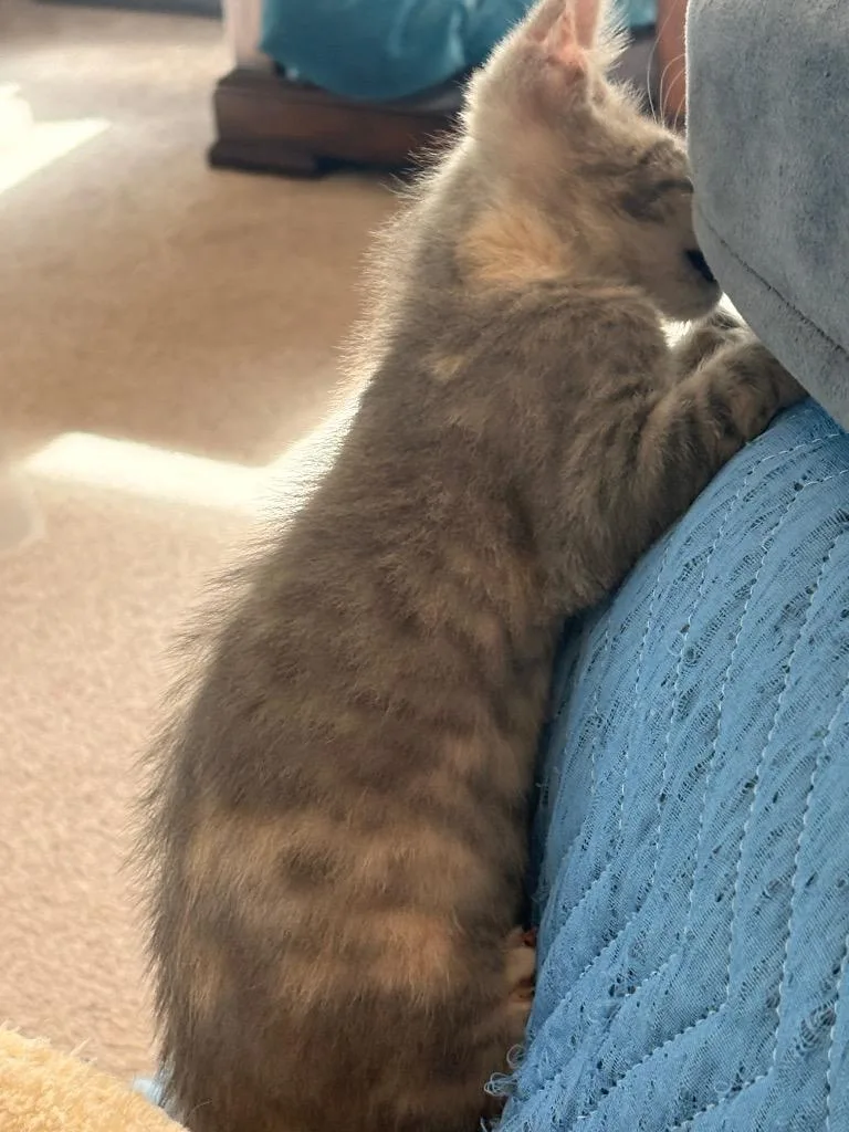 A baby small-sized female Domestic Short Hair cat named Wylie for adoption in Spring, TX