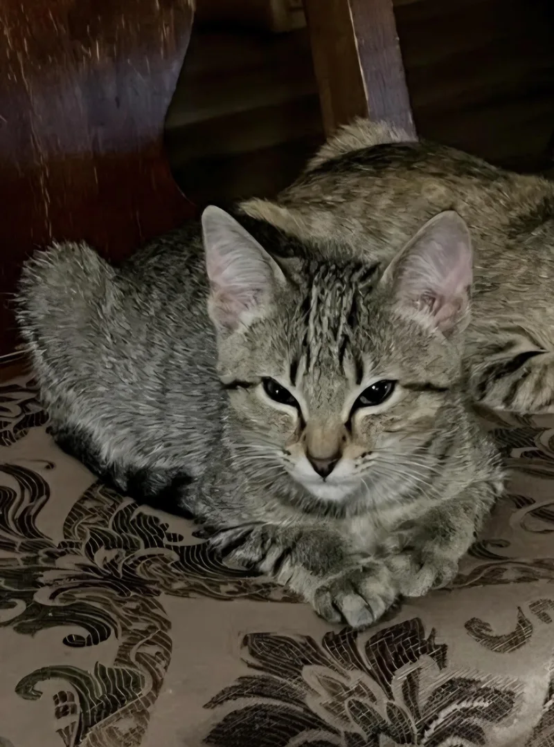 A baby small-sized male Domestic Short Hair cat named Archie for adoption in Knoxville, TN