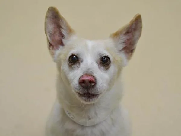 A senior medium-sized male Chihuahua dog named Buddy for adoption in Portland, OR