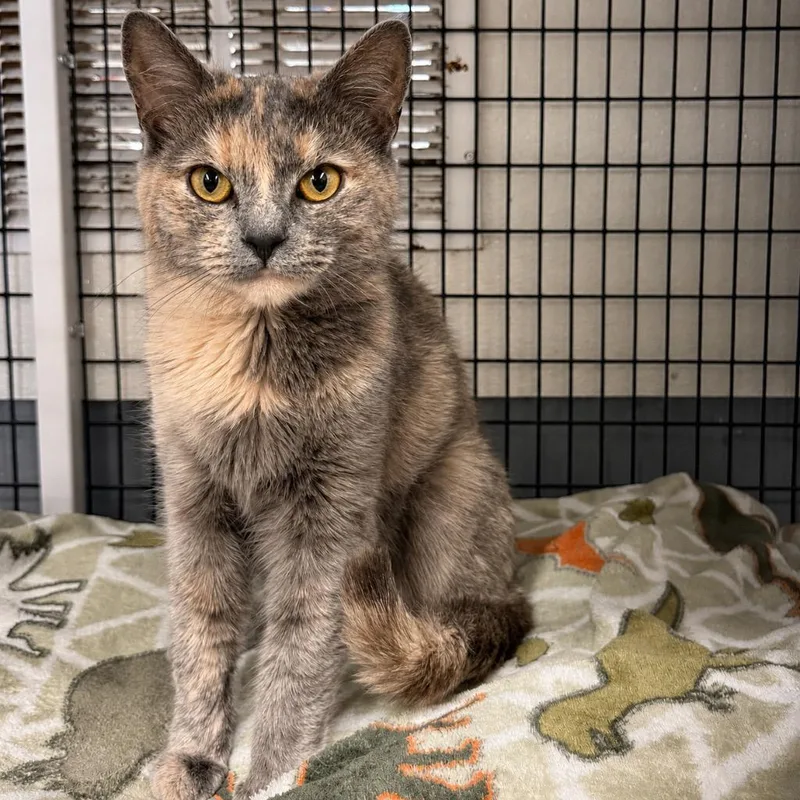A young medium-sized female Domestic Short Hair cat named Nikki for adoption in Ewing, NJ