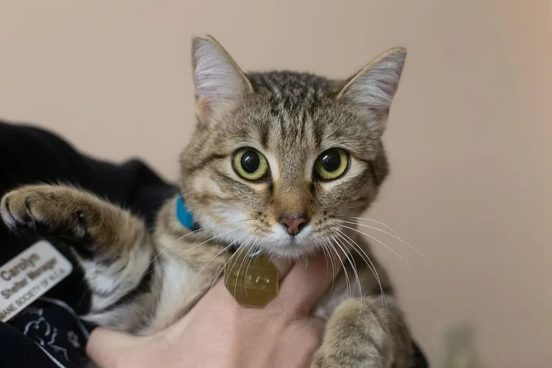 Nora