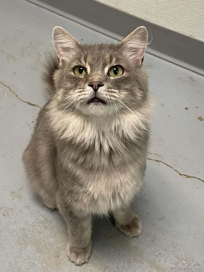 An adult medium-sized male Domestic Medium Hair cat named Harry for adoption in Covington, VA