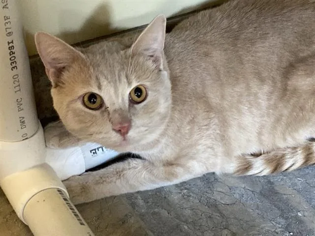 A young medium-sized male Domestic Short Hair cat named Phineas for adoption in Tustin, CA