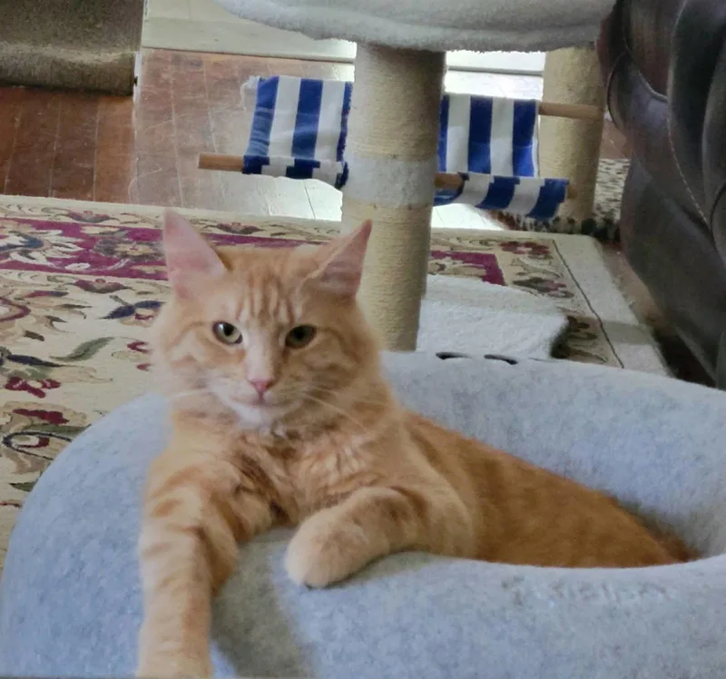 An adult medium-sized female Orange & White Domestic Long Hair cat named Fluffy for adoption in Roanoke, AL